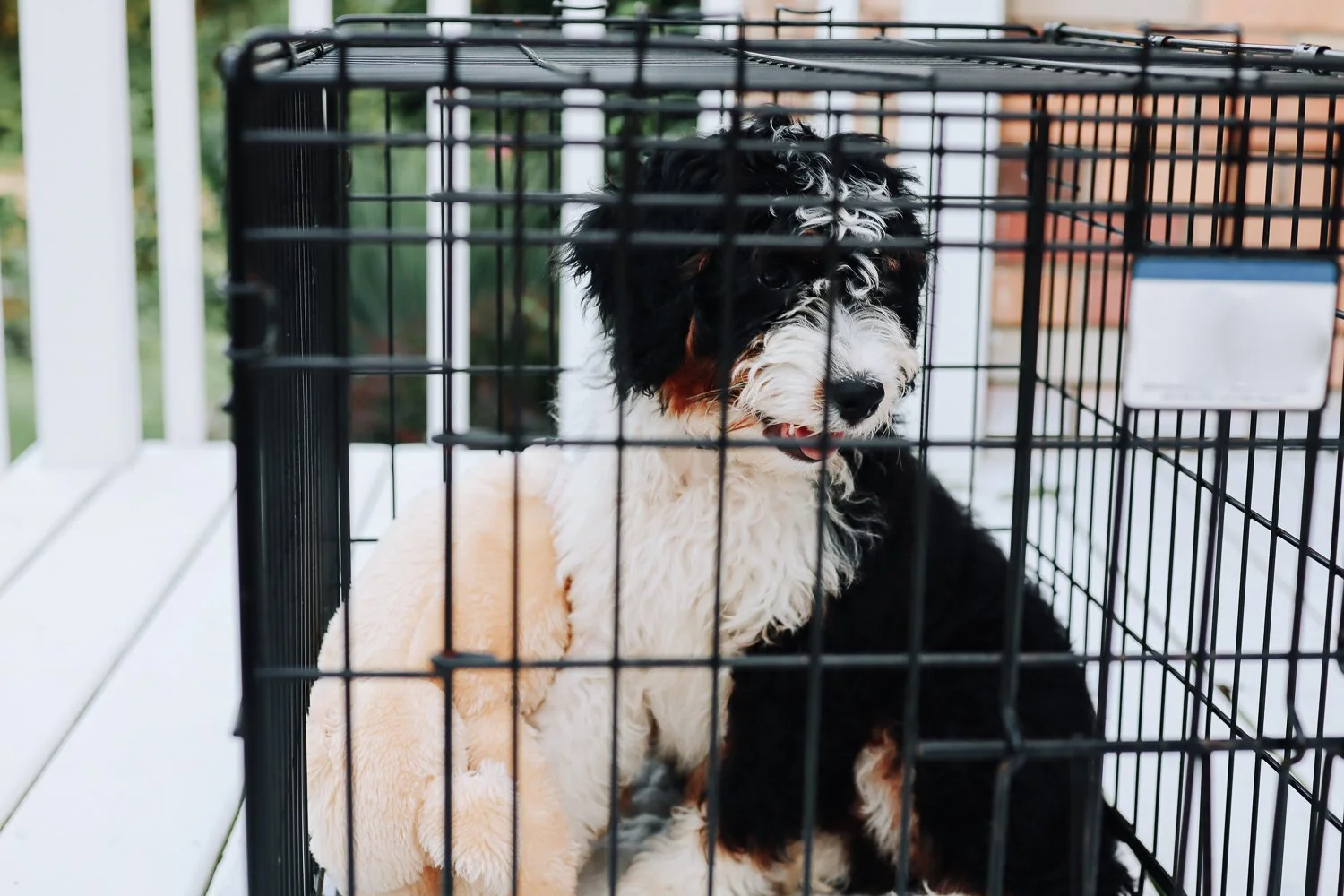 Crate training sales bernese mountain dog